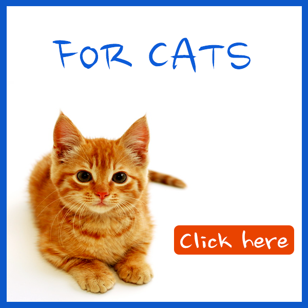 common-health-questions-cats