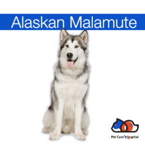 About-Alaskan-Malamute-Dog