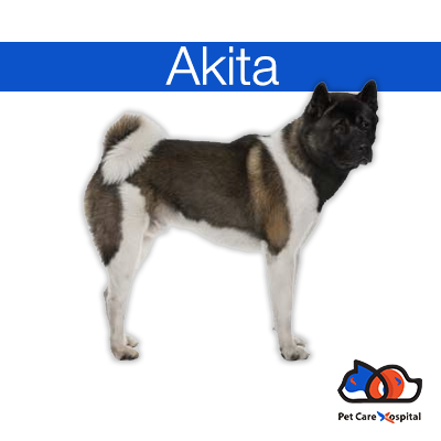 akita-dog-breed