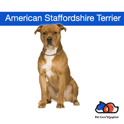 About-American-Staffordshire-Terrier
