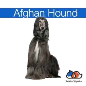 afghan-hound-pet-dictionary-pch