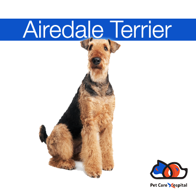 Airedale-Terrier-pet-care-hospital