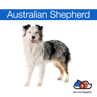 Australian-Shepherd-dog--1