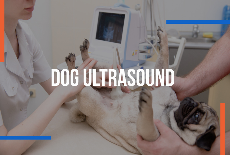 can my dog eat before an ultrasound