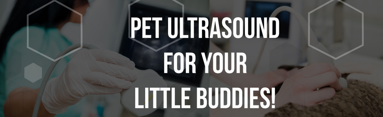 Pet-ultrasound-delhi