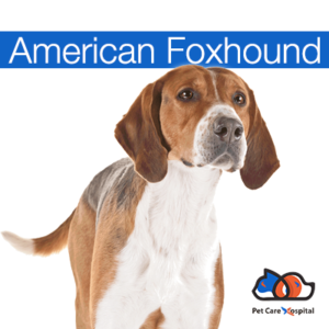a-z-dog-breeds-pch-american-foxhound