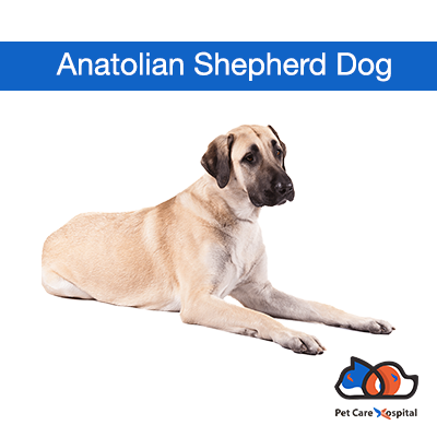 about-Anatolian-Shepherd-Dog-