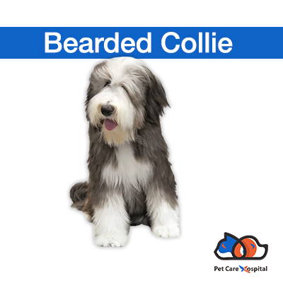 about-bearded-collie-dog