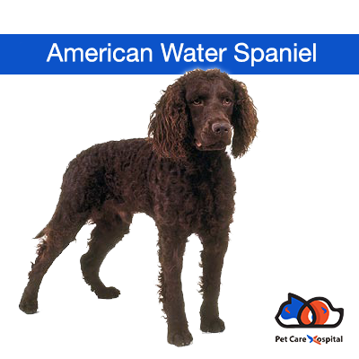 about-American-Water-Spaniel-dog-breed-India