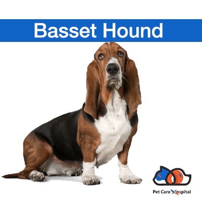 all-about-basset-hound-dog-