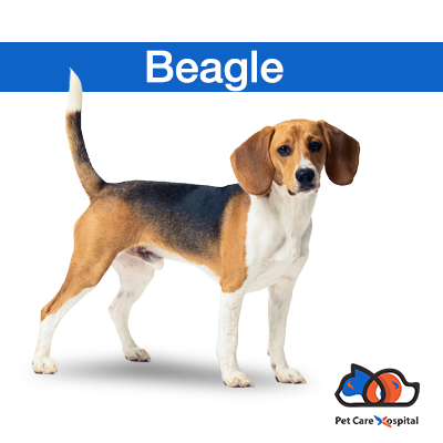 all-about-beagle-dog-breed