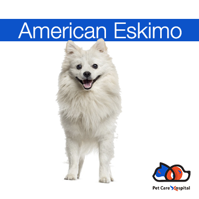 american-eskimo-dog