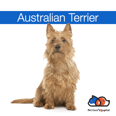 australian-terrier