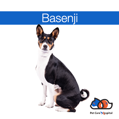 basenji-dog-breed