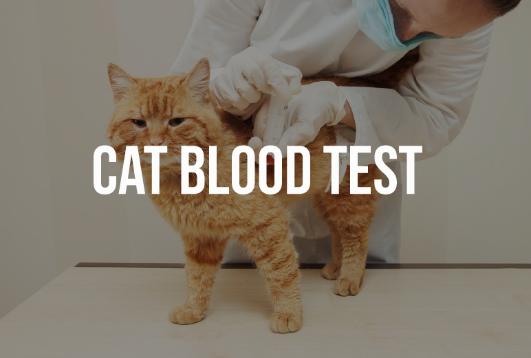 cat-blood-test