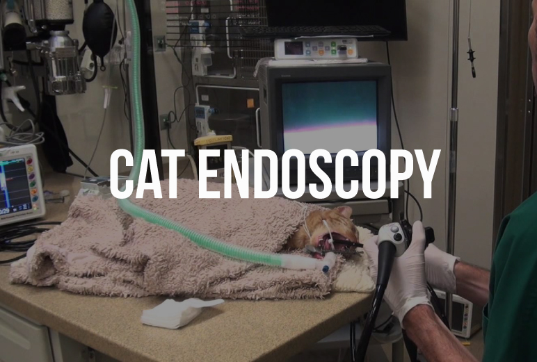 cat-endoscopy