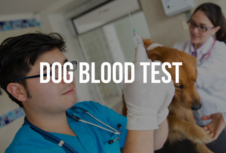 Dog-Blood-Test
