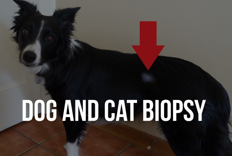 dog-cat-biopsy