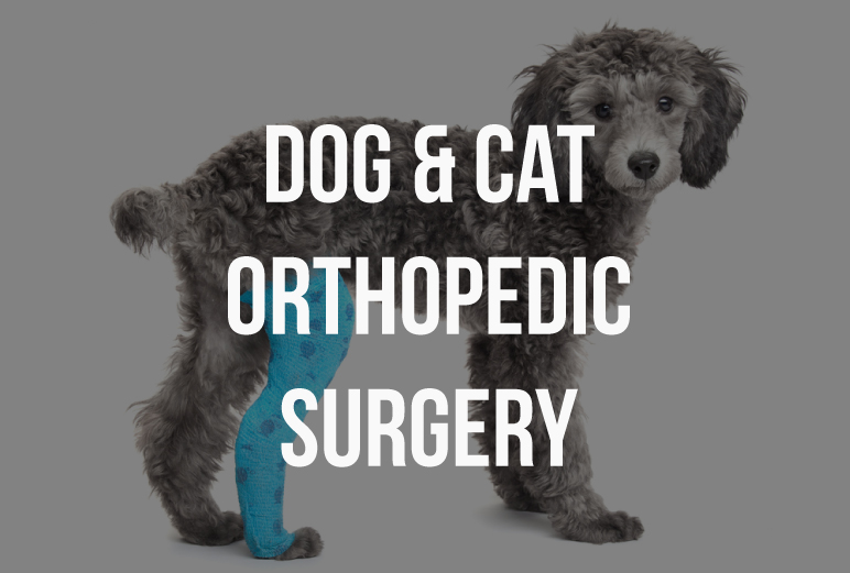Pet Orthopedic Surgery