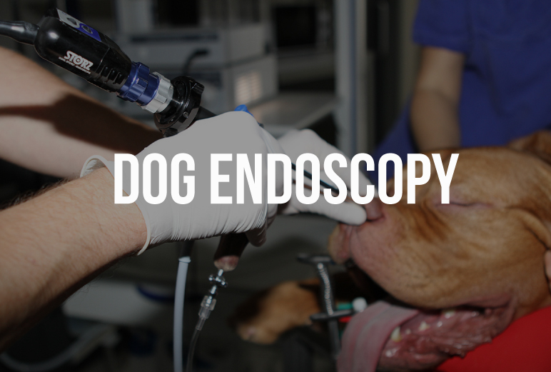 Pet Endoscopy