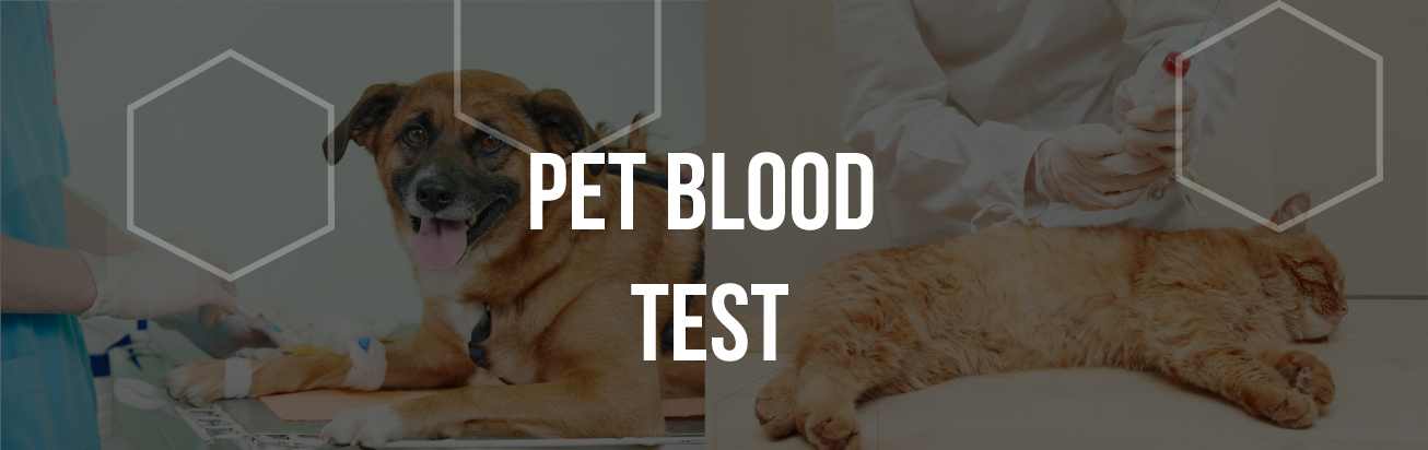 pet-blood-test