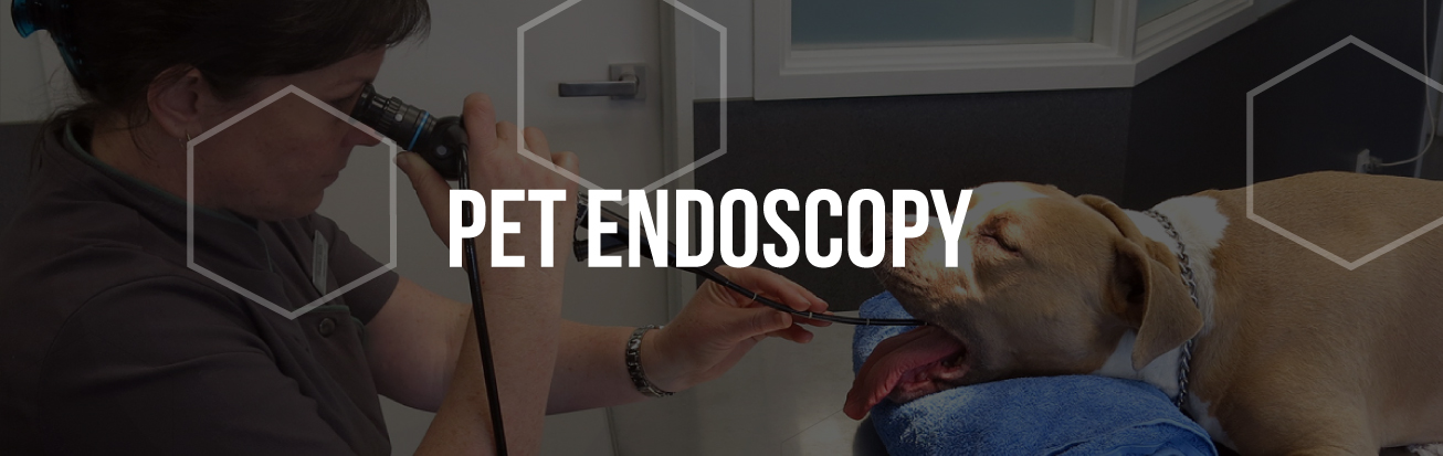 pet-endoscopy