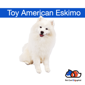 toy-american-eskimo-dog