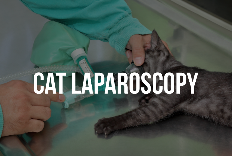  cat-laparoscopy-delhi