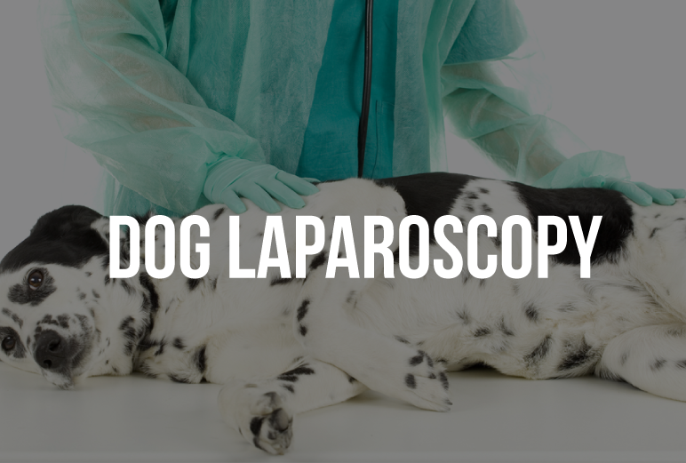 dog-laparoscopy-delhi