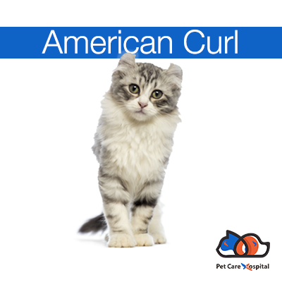 American-curl-pet-care-hospital