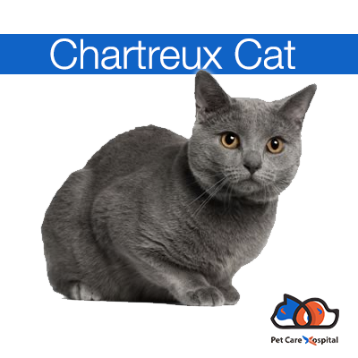 Chartreux-Cat-india