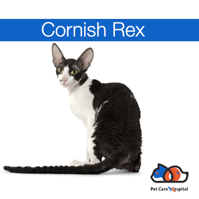 Cornish-Rex-cat-breed