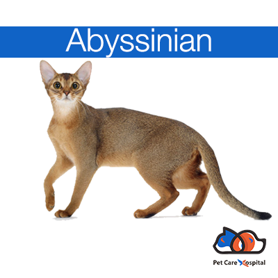 brief-Abyssinian-cat