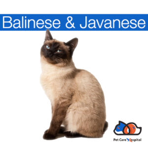 a-z-cat-breeds-balinese-pch