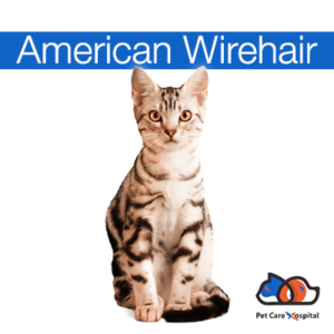 a-z-cat-breeds-pch-icon-American-Wirehair