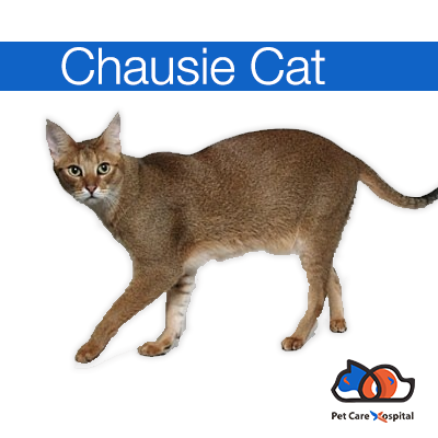 about-Chartreux-Cat