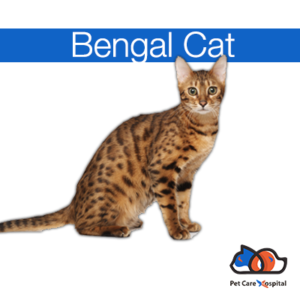 about-bengal-cat