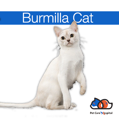 about-burmilla-cat