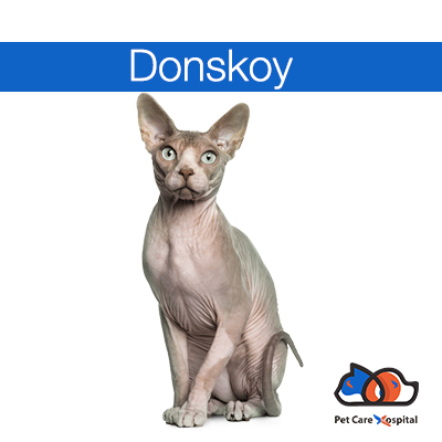 about-donskoy-cat-breed