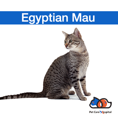 about-egyptian-mau-cat