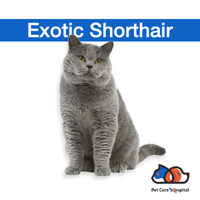 all-about-exotic-shorthair-cat