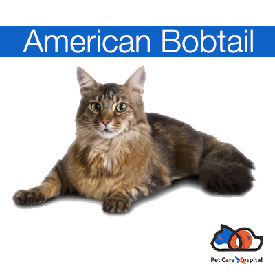 american-bobtail-cat