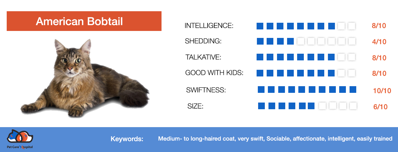 american-bobtail-cat-paw-dictionary