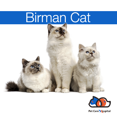 birman-cat-breed