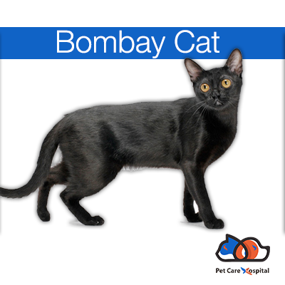 bombay-cat