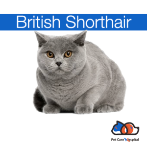 british-shorthair-cat