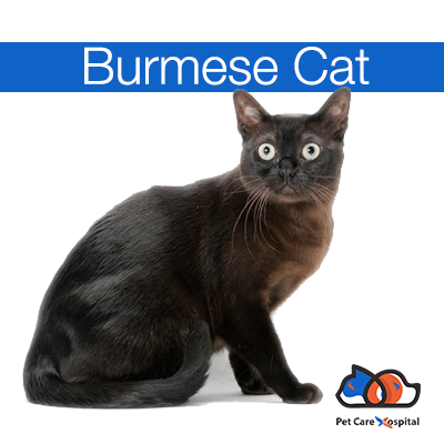 burmese-cat-breed-delhi-india