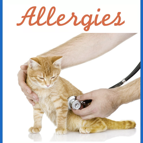 cat-allergies