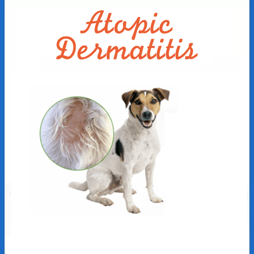 dog-Atopic-Dermatitis-delhi