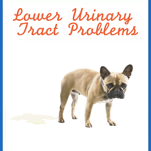 http://www.petcarehospital.in/Lower-Urinary-Tract-Problems-india